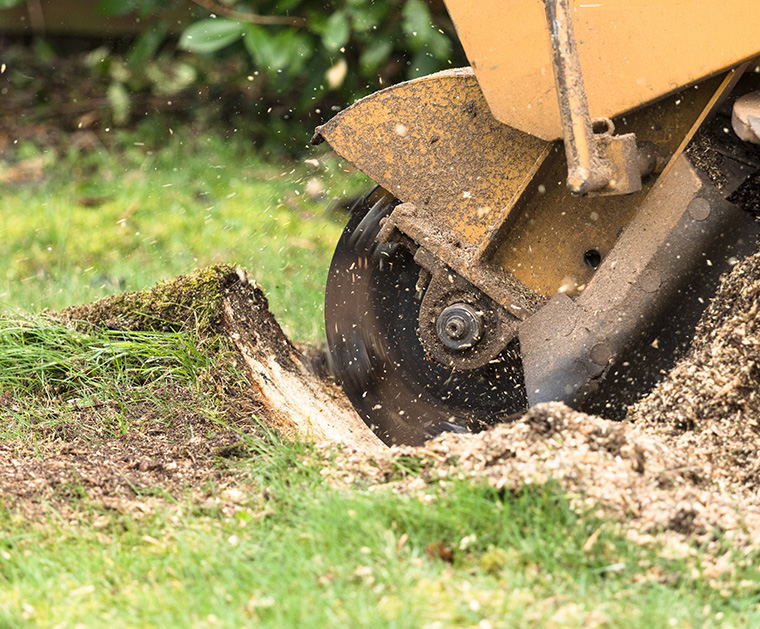 Stump Grinding